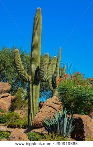 Desert Cactus Landscape In Maricopa County, Arizona Usa