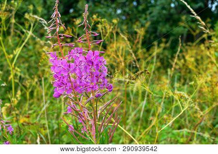 Blooming Fireweed, Purple Flowers, Medicinal Fireweed Angustifolium