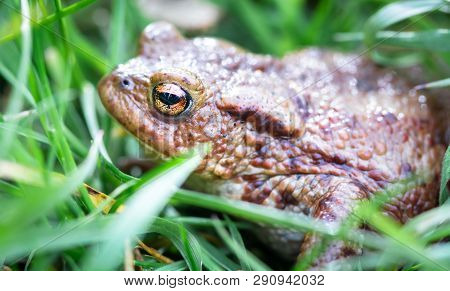 Common Toad (bufo Bufo) Hides In Tall Grass At Whixall Moss In Shropshire, England.