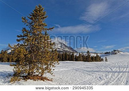 Carcross Desert In Winter,  Often Considered The Smallest Desert In The World