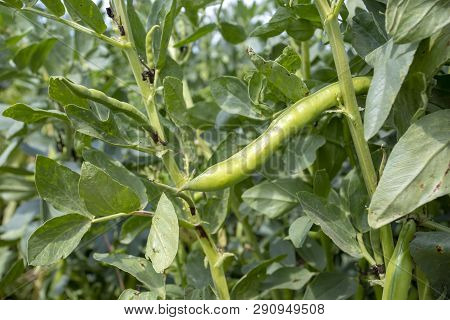 Vicia Faba, Also Known As The Broad Bean, Fava Bean Or Tic Bean.