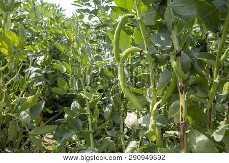 Vicia Faba, Also Known As The Broad Bean, Fava Bean Or Tic Bean.
