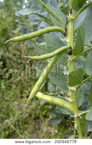 Vicia Faba, Also Known As The Broad Bean, Fava Bean Or Tic Bean.