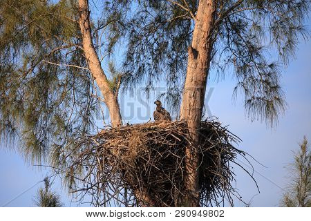 Baby Bald Eaglet Haliaeetus Leucocephalus In A Nest On Marco Island