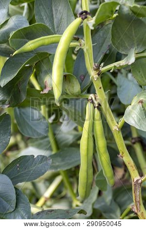 Vicia Faba, Also Known As The Broad Bean, Fava Bean Or Tic Bean.