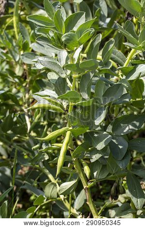 Vicia Faba, Also Known As The Broad Bean, Fava Bean Or Tic Bean.