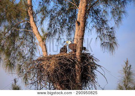 Mom Bald Eagle Haliaeetus Leucocephalus Feeds The Eaglets