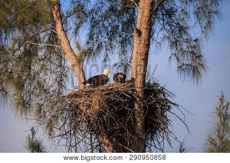 Mom Bald Eagle Haliaeetus Leucocephalus Feeds The Eaglets