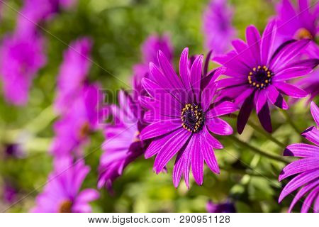 Purple Flower In The Garden; Osteospermum Ecklonis. Spring Season.