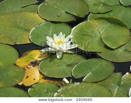 Lily Pad