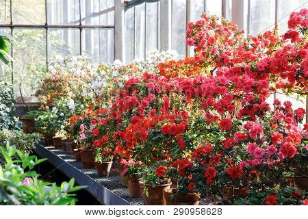Closeup Of Flowering Colourful Azaleas In Greenhouse In Sunny Day With Beautiful Light, Soft Focus. 
