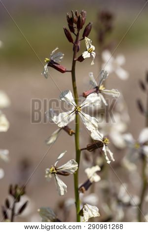 Arugula Flower. Eruca Lativa Plant. Rucola Blossom. Farmland Arugula.