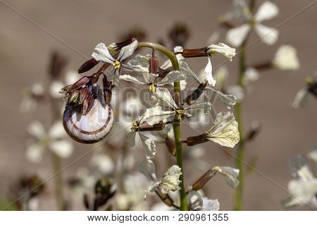 Arugula Flower. Eruca Lativa Plant. Rucola Blossom. Farmland Arugula.