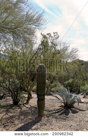 Beautiful Landscape With Cactus And Trees On Foreground In Westward﻿ Look ﻿wyndham Grand Resort, Tuc