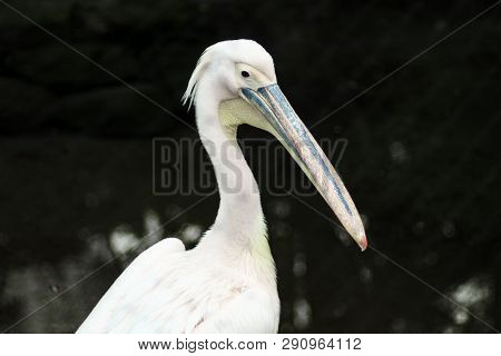 Pelican Bird With Fully Visible Large Beak Standing In Front Of Dark Background