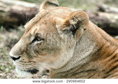 Close-up Shot Of Lioness Lying On The Ground