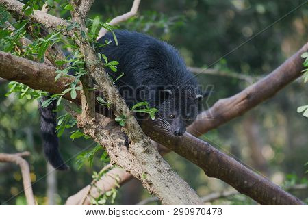 Binturong (cat Bear) On The Branches Of A Tree On A Sunny Day