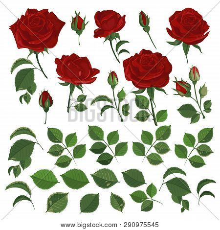 Vector Illustration Of Red Roses With Leaves And Buds On White. Set For Decor Design Or Holiday Gree