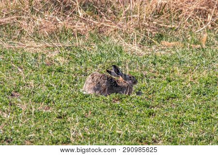 European Brown Hare (lepus Europeaus) Hiding In Field Spring Time