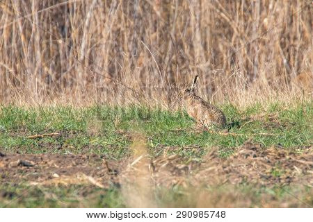 European Brown Hare (lepus Europeaus) Hiding In Field Spring Time