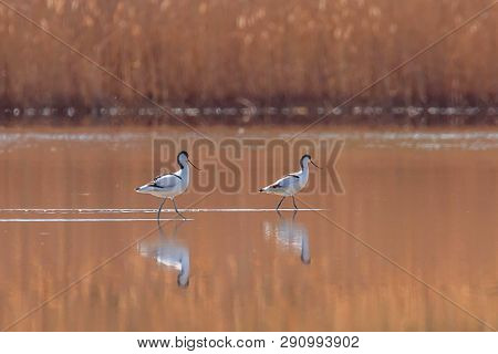 Pied Avocet In Water Looking For Food (recurvirostra Avosetta) Black And White Wader Bird