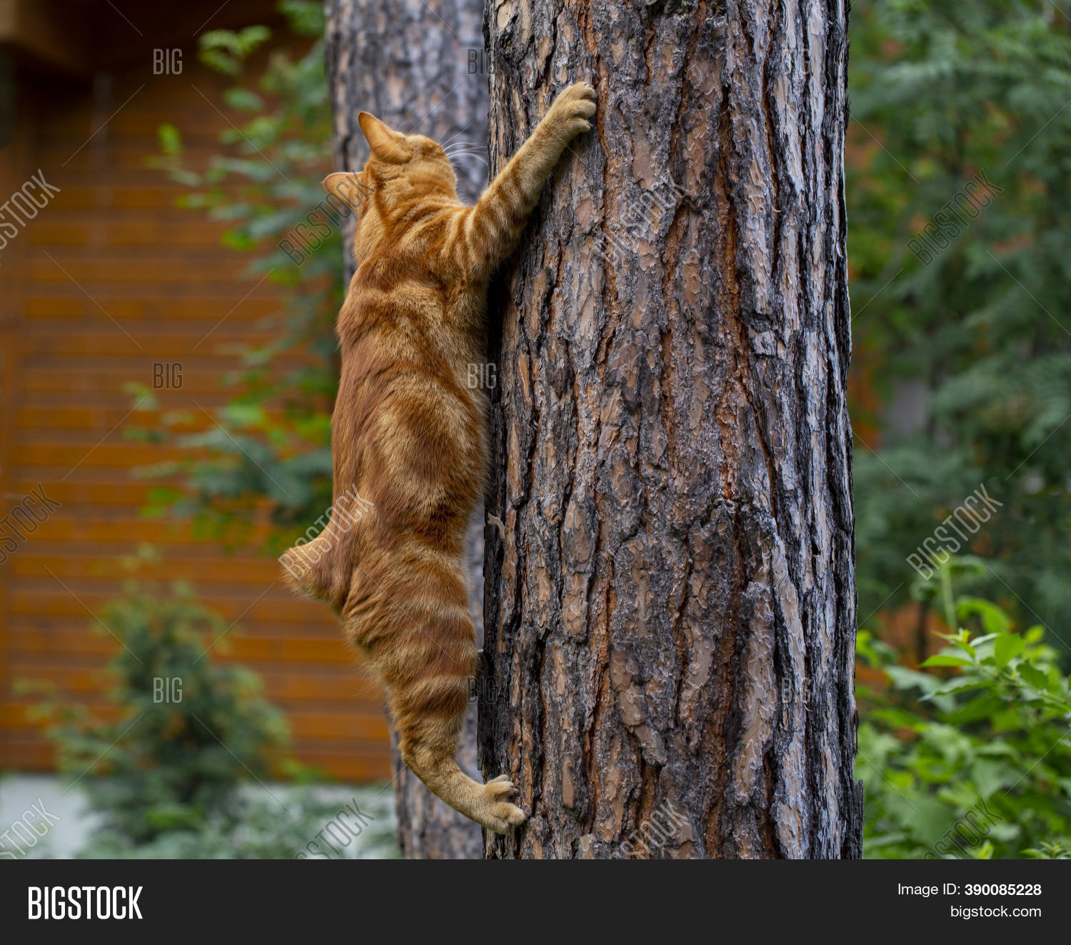 Red Cat Climbs Trees Image & Photo (Free Trial) Bigstock