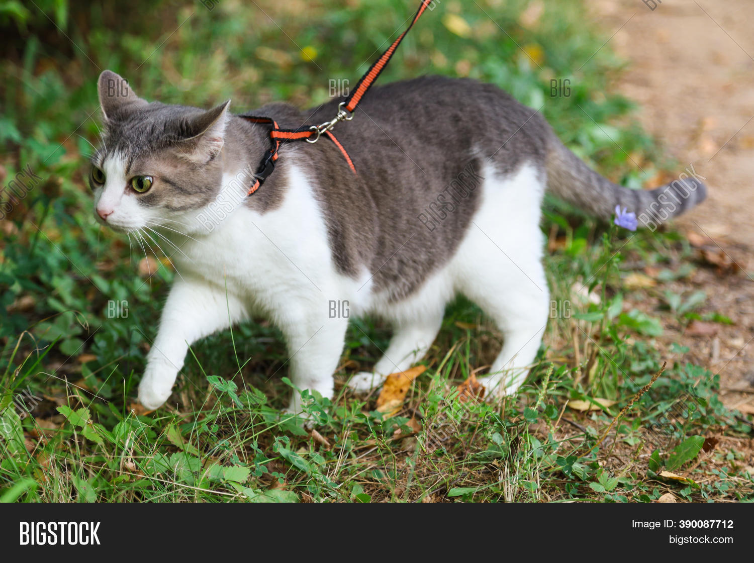 Cat Leash Walking Image & Photo (Free Trial) Bigstock