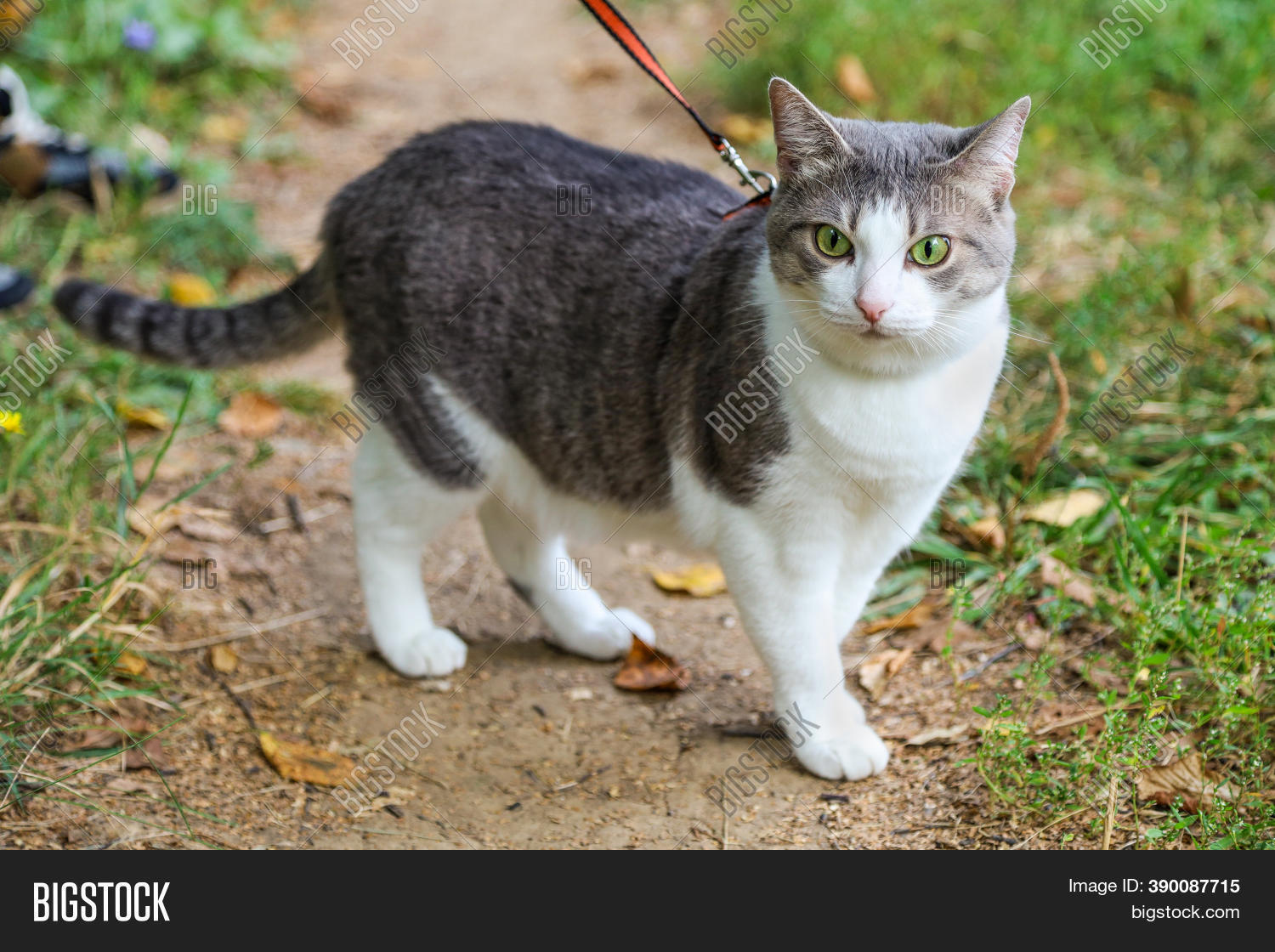 Cat Leash Walking Image & Photo (Free Trial) Bigstock