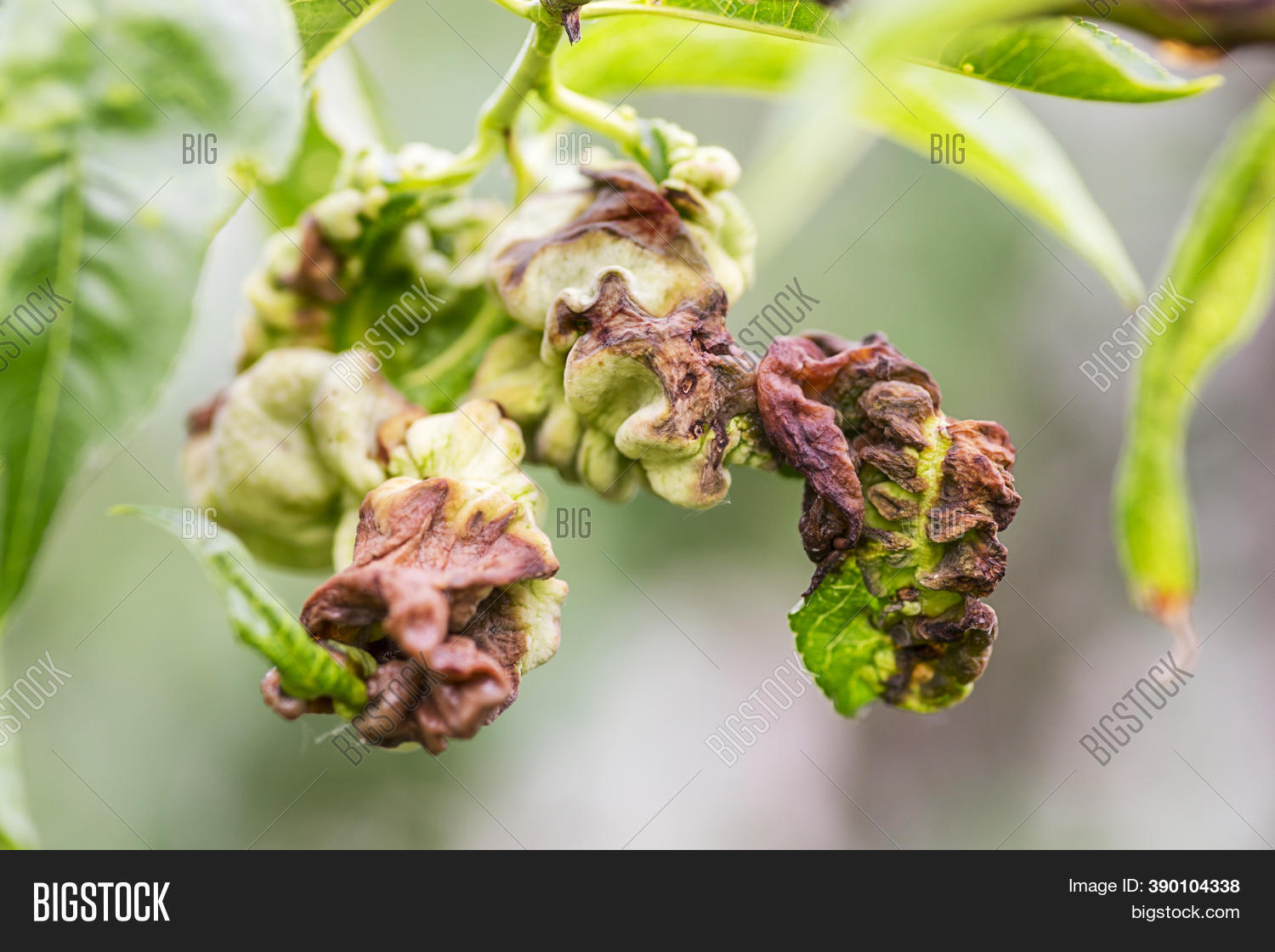 Fungal Diseases Fruit Image & Photo (Free Trial) | Bigstock
