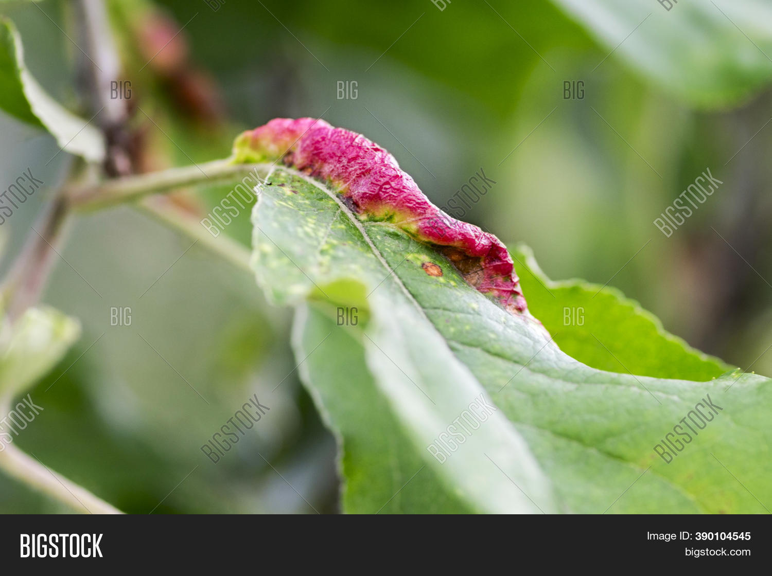 Fungal Diseases Fruit Image & Photo (Free Trial) | Bigstock