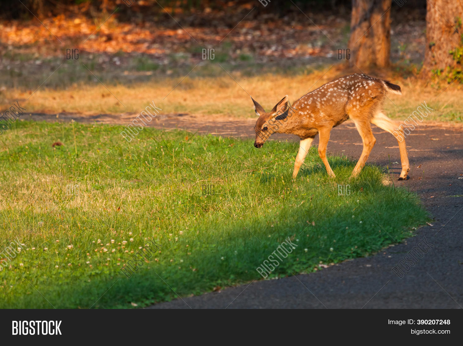 Baby Deer White Spots Image & Photo (Free Trial) Bigstock
