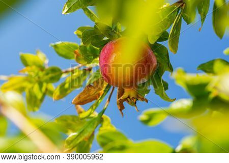 Ripe Juicy Image Photo Free Trial Bigstock