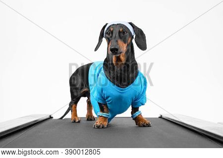 Active Dachshund Dog In Sports Uniform With Wristbands On Paws And Sweat Band On Head Stands On Trea