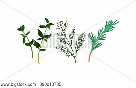 Rosemary And Dill Twig As Kitchen Potherbs Vector Set