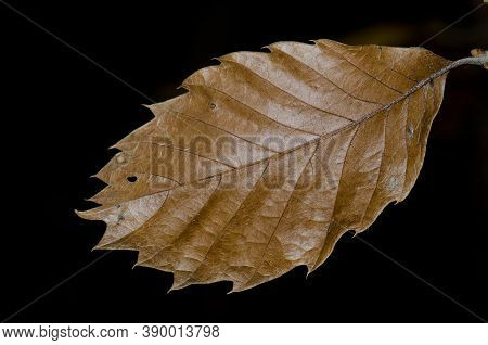 Dry Leaf Of Sweet Chestnut Castanea Sativa.
