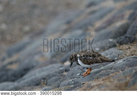 Ruddy Turnstone Arenaria Interpres In The Coast Of Arinaga.
