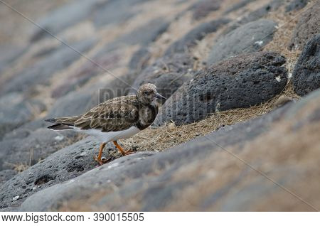 Ruddy Turnstone Arenaria Interpres In The Coast Of Arinaga.