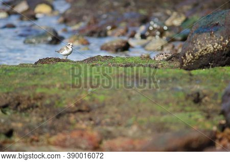 Common Ringed Plover Charadrius Hiaticula In Arinaga.