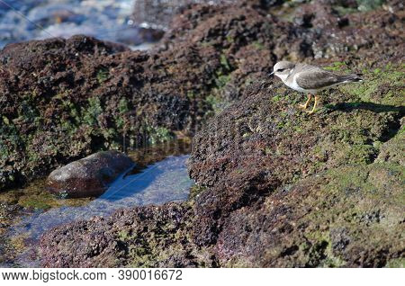 Common Ringed Plover Charadrius Hiaticula In Arinaga.
