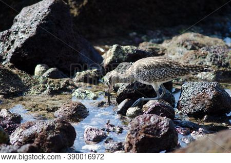Whimbrel Numenius Phaeopus Searching For Preys In Arinaga.