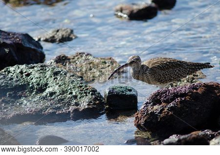 Whimbrel Numenius Phaeopus In The Coast Of Arinaga.