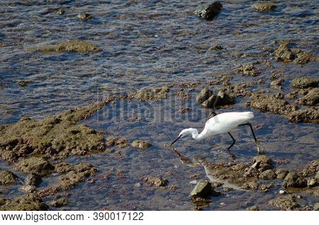 Little Egret Egretta Garzetta Fishing In Arinaga.