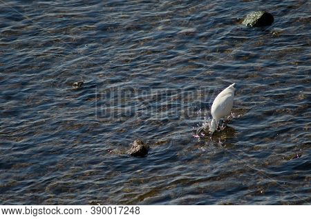 Little Egret Egretta Garzetta Fishing In Arinaga.