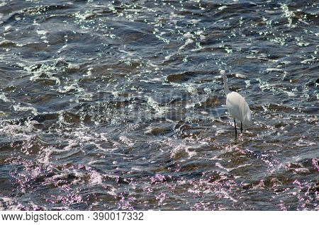 Little Egret Egretta Garzetta In The Coast Of Arinaga.