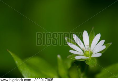 White Flower In The Municipality Of Guia.
