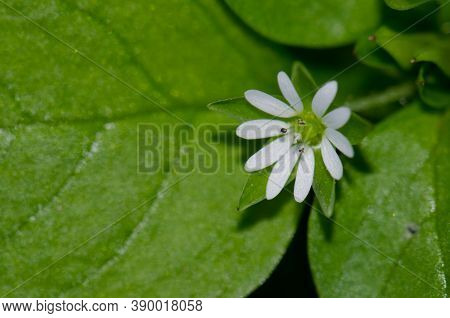 White Flower In The Municipality Of Guia.