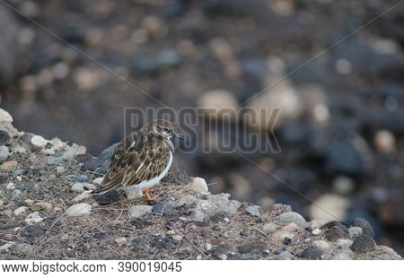 Ruddy Turnstone Arenaria Interpres In The Coast Of Arinaga.