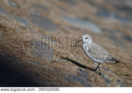 Sanderling Calidris Alba In The Coast Of Arinaga.