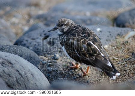 Ruddy Turnstone Arenaria Interpres In The Coast Of Arinaga.