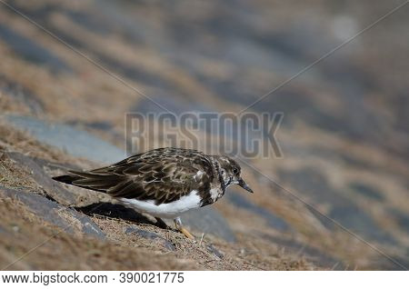 Ruddy Turnstone Arenaria Interpres In The Coast Of Arinaga.